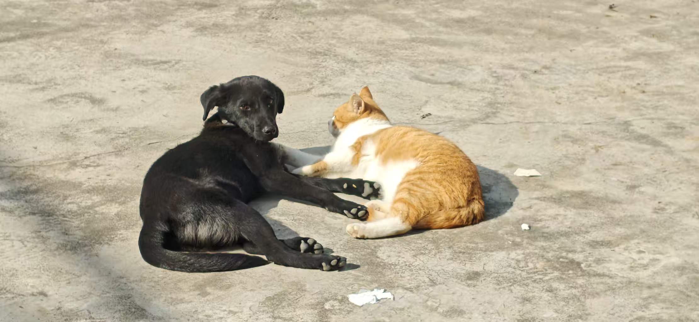 猫狗亲昵