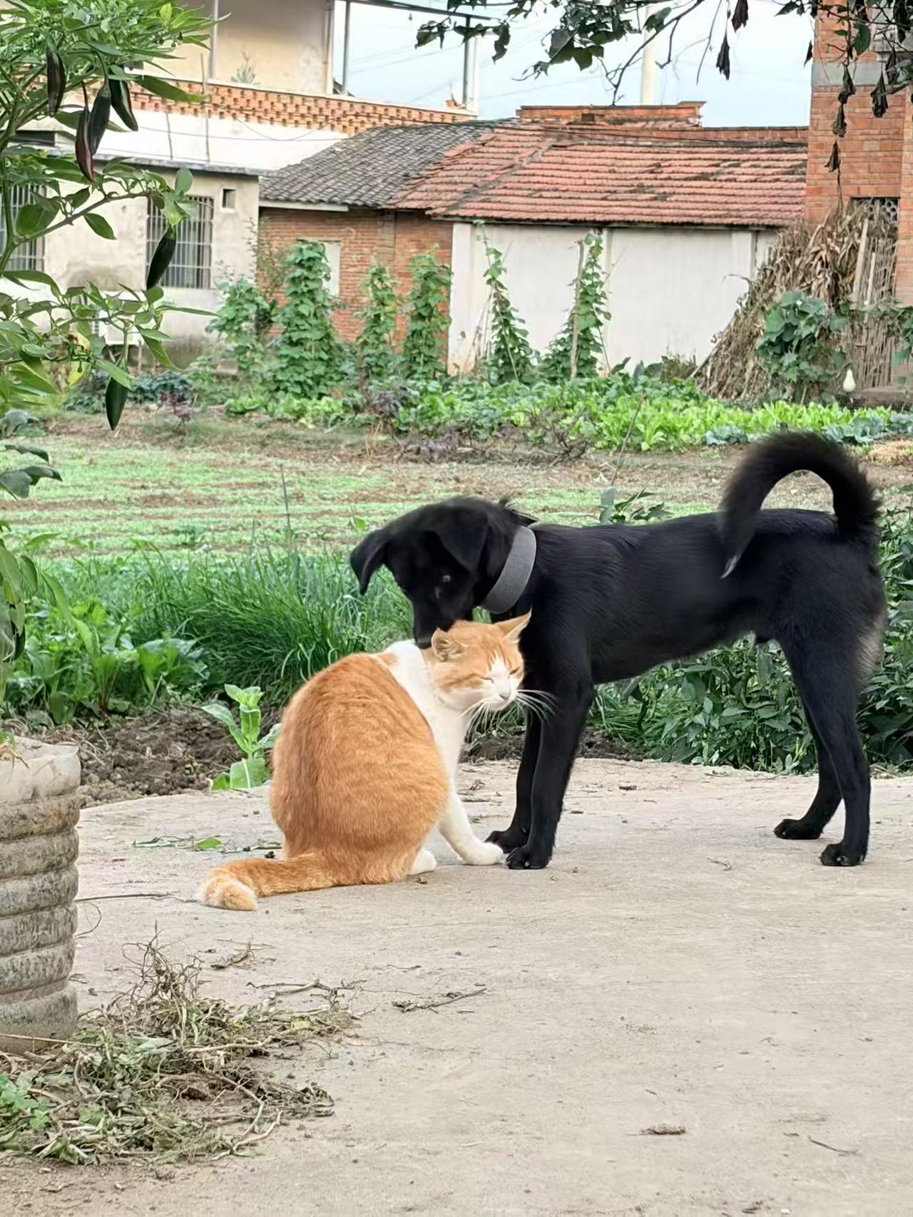 猫狗亲昵1